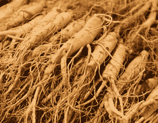 Ginseng root